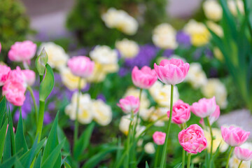 Flowers in a flower bed tulips. Greening the urban environment. Background with selective focus
