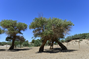 Populus euphratica trees in the desert