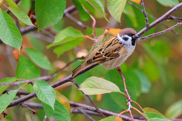A brown and white bird is perched on a branch