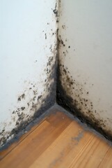 Black mold growing on interior wall above laminate floor in a humid, poorly ventilated room