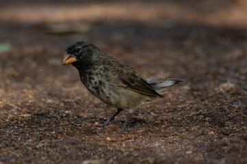 galapagos finches