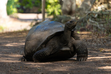 turtle on the ground