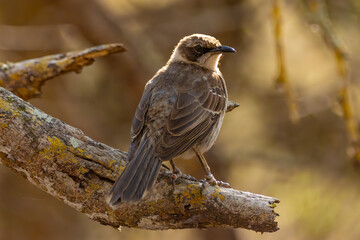 galapagos mockingbird