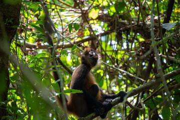 White faced capuchin in trees looking towards the sky