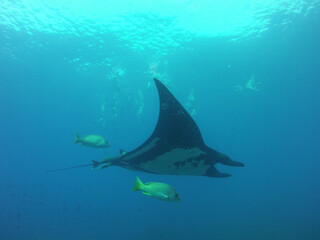 Obraz premium Ocean manta with yellow fish and light rays