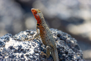 galapagos lava lizard isabela