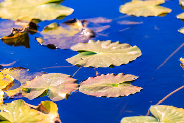 A body of water with a variety of leaves floating on top