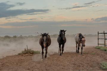 A group of horses running in the desert. The sky is cloudy and the sun is setting