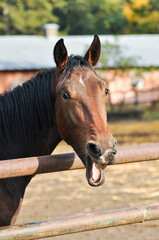 Bay horse yawns. Funny portrait of a yawning horse in a paddock. Brown horse shows teeth and tongue