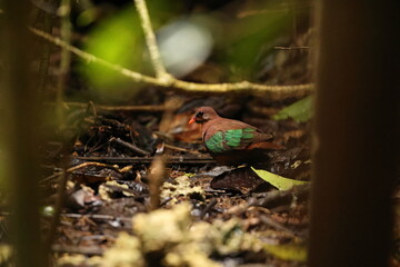 Stephan's emerald dove also known as Stephan's dove (Chalcophaps stephani) is a species of bird in...