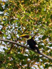 Toucan on branch in dense tree