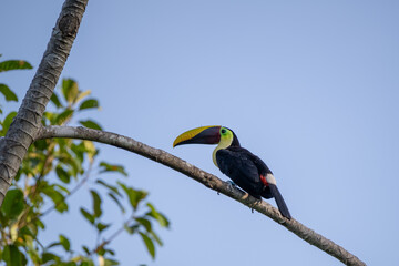 Toucan resting on branch