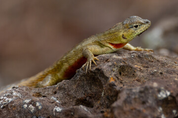 Galapagos lava lizard on the stone