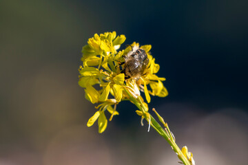 Small beetle on yellow wild flower called Annual bastard cabbage. Spring time in Greece.
