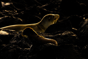 galapagos sea lion