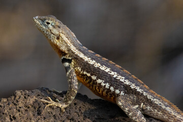 Galapagos lava lizard on the stone