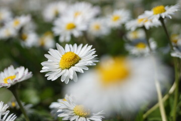 Frühlingsblumen