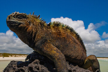 galapagos marine iguana