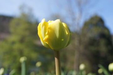 Frühlingsblumen