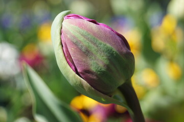 Frühlingsblumen