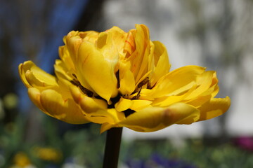Frühlingsblumen
