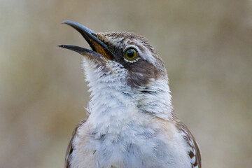 galapagos mockingbird