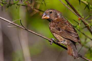 Galapagos finches