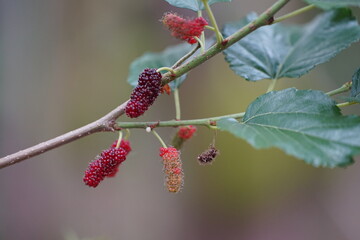 Ripe red mulberries grow along the branches and leaves of the mulberry tree, a fruit known for its...
