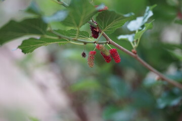 Reddish-purple mulberries begin to ripen on the branch, while the fresh green leaves reveal the...