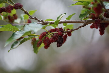 Reddish-purple mulberries begin to ripen on the branch, while the fresh green leaves reveal the abundance of nature in the blossoming season