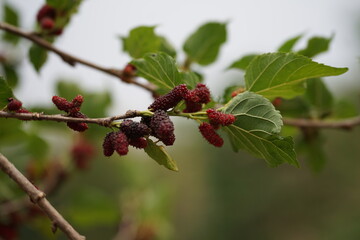 Reddish-purple mulberries begin to ripen on the branch, while the fresh green leaves reveal the...