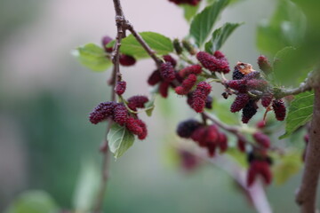 Reddish-purple mulberries begin to ripen on the branch, while the fresh green leaves reveal the...
