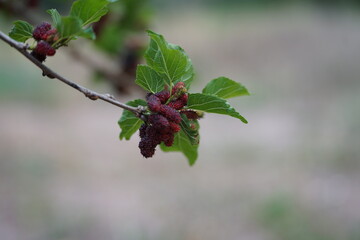 Ripe red mulberries grow along the branches and leaves of the mulberry tree, a fruit known for its...