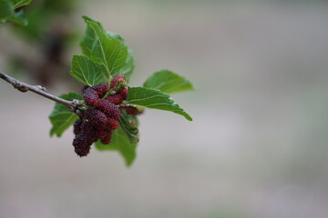 Reddish-purple mulberries begin to ripen on the branch, while the fresh green leaves reveal the...