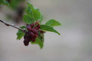 Reddish-purple mulberries begin to ripen on the branch, while the fresh green leaves reveal the abundance of nature in the blossoming season