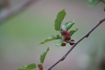 Reddish-purple mulberries begin to ripen on the branch, while the fresh green leaves reveal the...