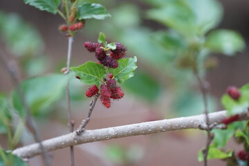 Reddish-purple mulberries begin to ripen on the branch, while the fresh green leaves reveal the...