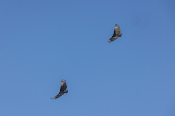 Tow Black Vultures (Coragyps atratus) flying in the sky.