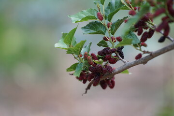 Reddish-purple mulberries begin to ripen on the branch, while the fresh green leaves reveal the...