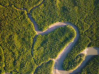 Amazing abundant mangrove forest,Aerial view of forest trees Rainforest ecosystem and healthy environment background,Texture of green trees forest top down,High angle view