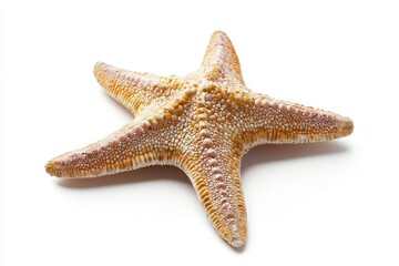 Starfish on white background (5)