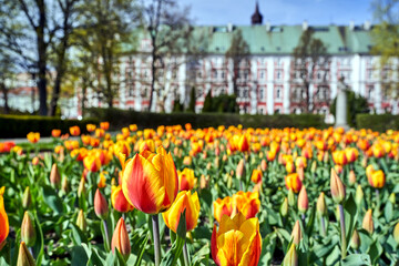 blooming tulips and facade of a baroque, historic building in the city of Poznan