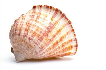 Detailed seashell close-up