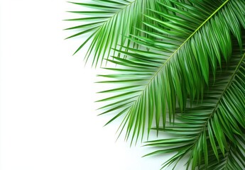 Obraz premium Tropical Palm Leaf Isolated on White Background Summer Vacation