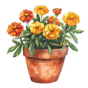 watercolor marigolds in terracotta pot clip art preview