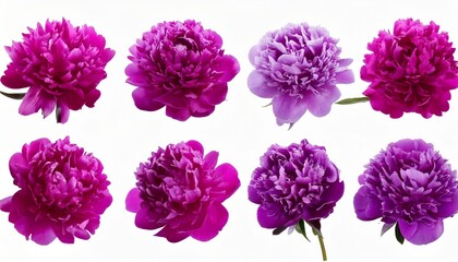 Obraz premium set peonies purple flowers isolated on a white background. Close-up. For design. Nature.