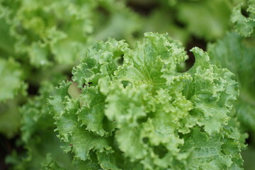 Fresh green lettuce is beautifully growing in the garden, reflecting natural freshness and the care taken in cultivation