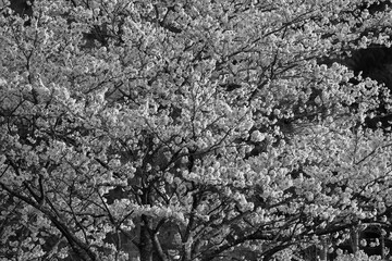 桜、モノクローム