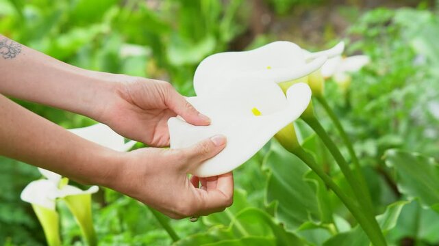 Closeup footage of a woman touching a Calla Lily flower (Zantedeschia) by the river in the woods