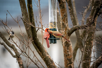 Male and Female Cardinals at the Bird Feeder
